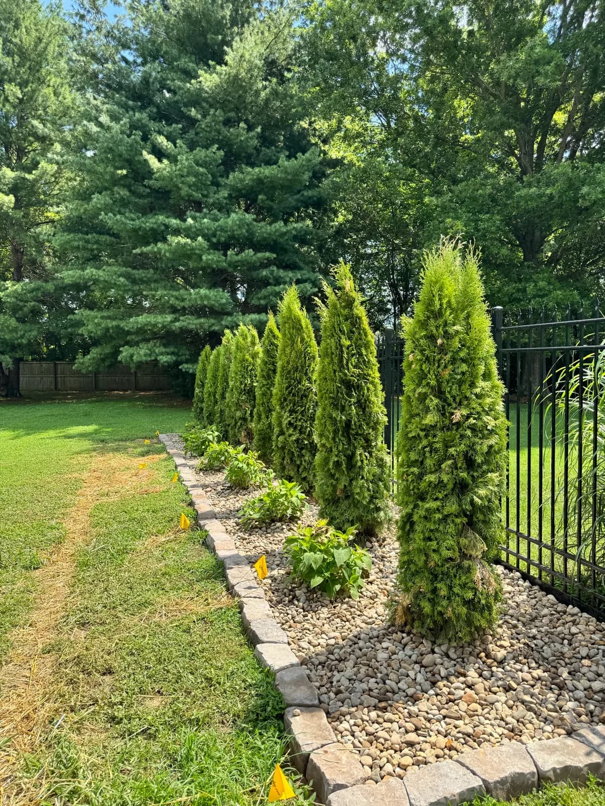 Tree & Shrub Trimming by Dallas Dream Yard