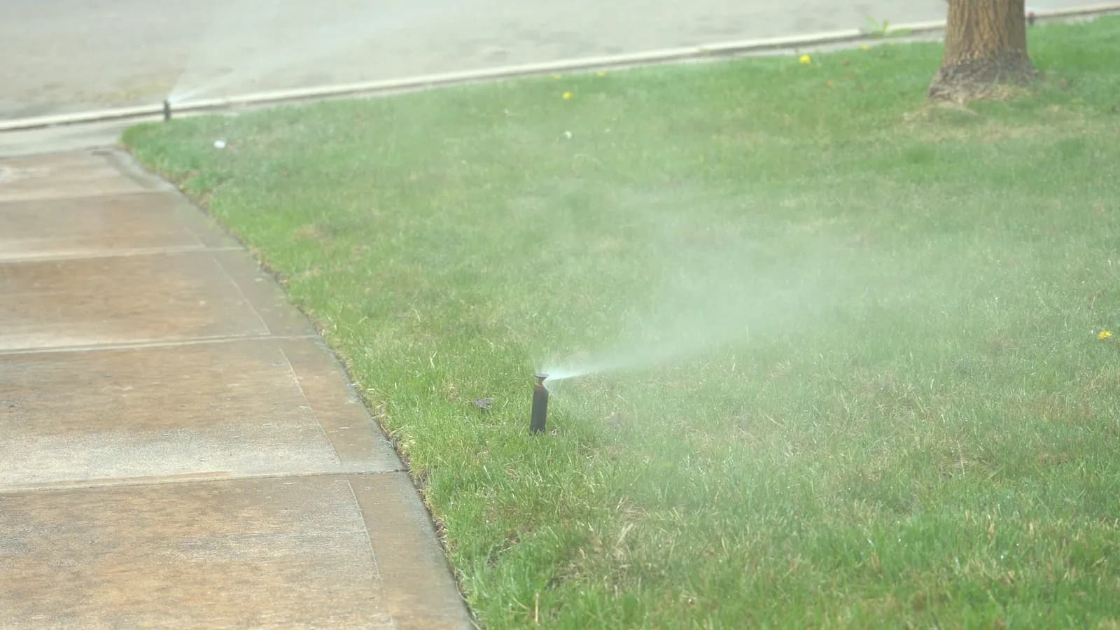 Pop-up spray head watering a lawn along a sidewalk